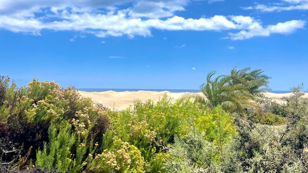 Maspalomas dunes with the sea beyond