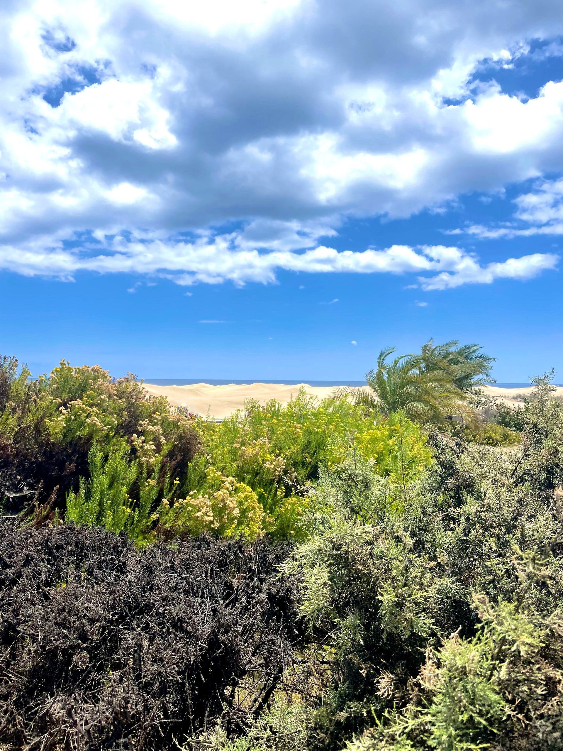 Maspalomas dunes with the sea beyond