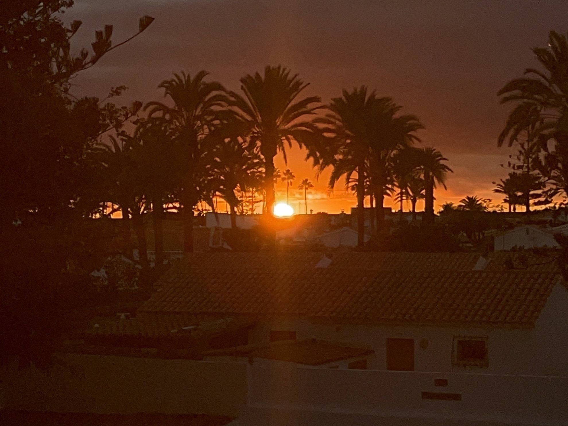 Sunset behind palm trees